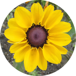 MesaExif 2.4.22